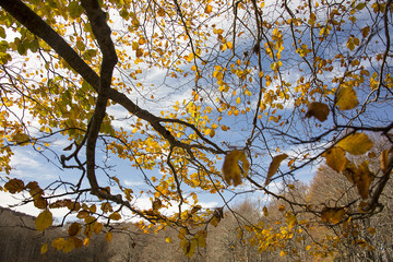 Photograph of a forest with autumn colors. Trees, leaves and a lot of green
