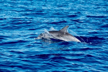Spotted dolphin (Stenella frontalis)
