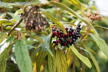 Schneeball Beeren Strauch im Garten