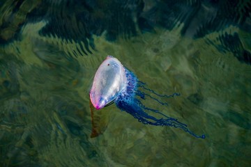 Portuguese man of war 