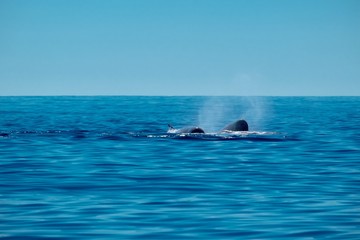 Northern bottlenose whales in the Azores 