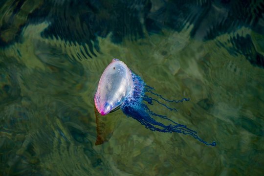 Portuguese Man Of War 