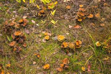 psilocybin mushrooms in the forest