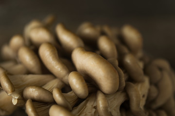 Oyster mushrooms branched on wooden desk toned selective focus