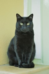 black cat pose for photo