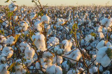 Cotton crop industry field macro early morning close up texture 