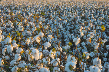 Cotton crop industry field macro early morning close up texture 