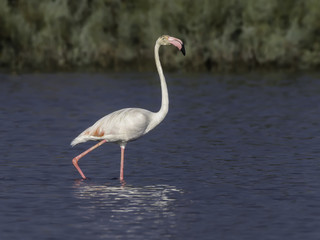 Naklejka premium Greater Flamingo Walking on the Pond