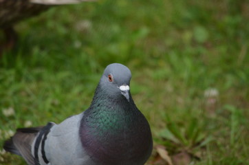 Pigeon closeup