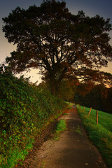 Hiking trail with tree and meadows close to Odenthal, Germany