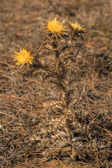 trockene Distel