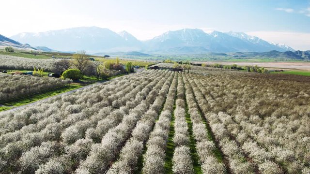Wide high angle flyover shot of flowering trees toward mountains / Genola, Utah, United States