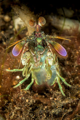 Curious mantis shrimp in Lembeh strait, Indonesia