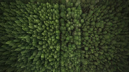 Rolgordijnen Aerial View of Trees and Plantation © Judah