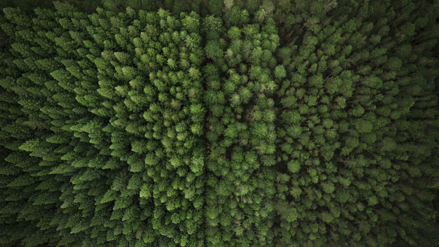 Aerial View of Trees and Plantation © Judah