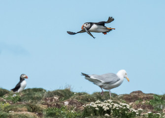 Cute Puffin with Fish