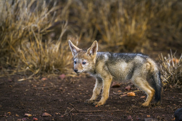 Black-backed jackal in Kruger National park, South Africa