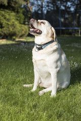 Dog, Labrador Retriever 