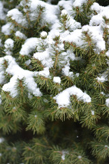 Spruce in the Snow