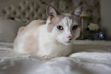 White cat with blue eyes resting on a bed