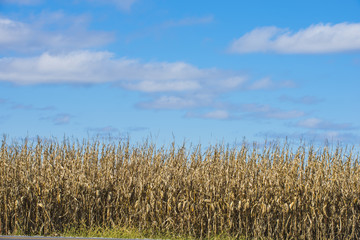 Golden field corn ready for harvest fall farm field background