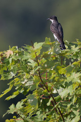 Kingbird