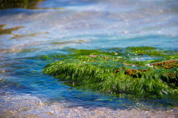 Green algae on a rock in the middle of the sea. Stone, rocks, algae and sea, shore and stones. Beautiful landscapes, seaside, natural light, natural masterpiece, rocks at a beach.