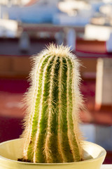 Cactus en la ventana  Composición de plantas con objetos interiores y exteriores 