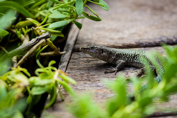 Lizard resting on wooden path amongst green vegetation