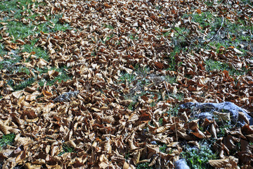 Photograph of a forest with autumn colors. Trees, leaves and a lot of green