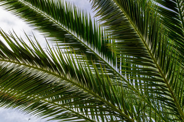 abstract green background of palm leaves and blue sky