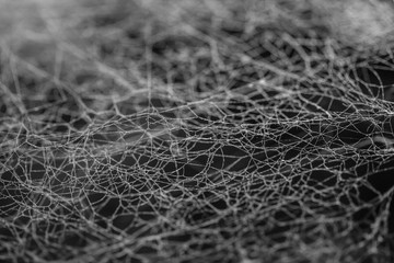 Cobweb or spider web as a nature trap