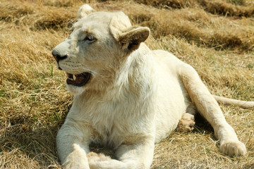 The little white lion keeps the watch