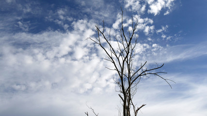 Fototapeta na wymiar Albero spoglio su cielo nuvoloso