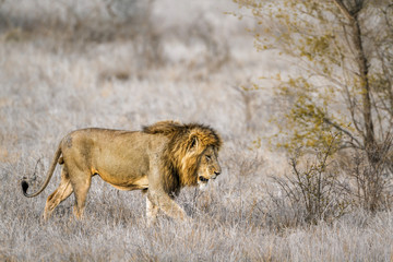 African lion in Kruger National park, South Africa