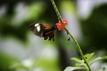 Closeup of orange and black butterfly on a red flower with copy space