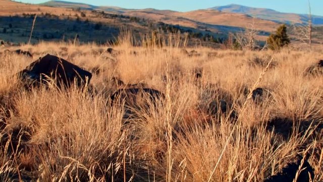 Wild grasses at dawn Kiger Lookout Diamond Steens Mountain Near malheur Wildlife Refuge 1