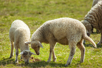 Obraz na płótnie Canvas Sheeps and lambs in open field