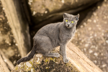 graue Katze grüne Augen