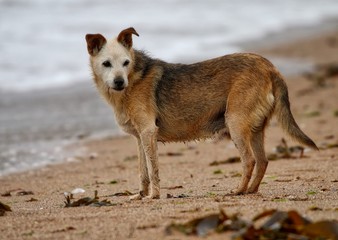 Dog on a beach