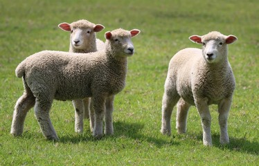 Lambs - 179329036
