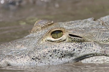 Crocodile