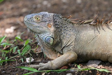 Iguana