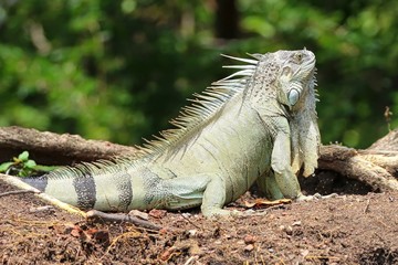 Iguana