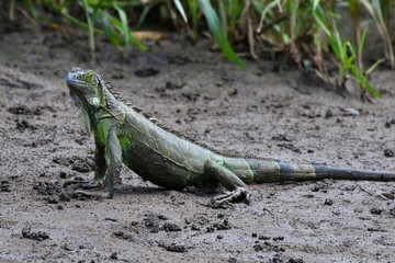 Green Iguana
