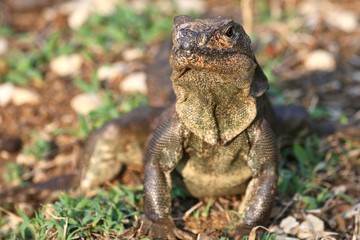 Iguana