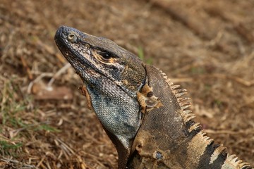 Iguana