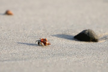 Hermit Crabs by the shore