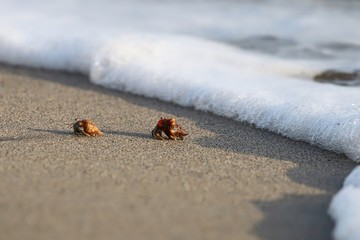 Hermit Crabs by the shore