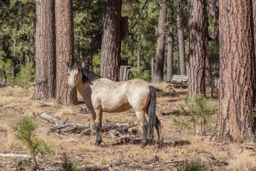 Naklejka na ściany i meble Wild Horse (mustang) Stallion in Arizona